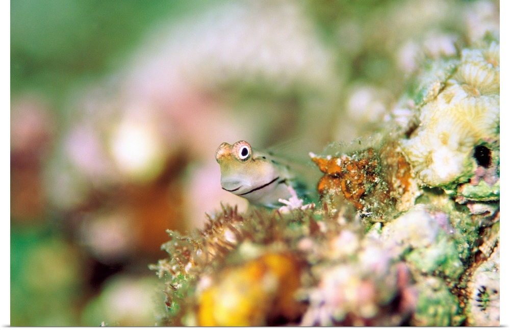 Maldivian blenny on some coral
