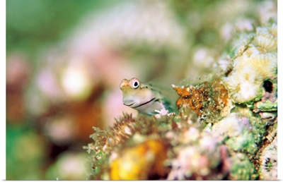 Maldivian blenny on some coral