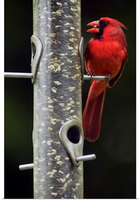 Male northern cardinal (Cardinalis cardinalis) feeding from bird feeder, selective focus profile, North Carolina