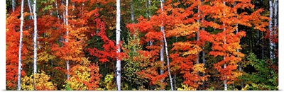 Maple and birch trees in a forest, Maine
