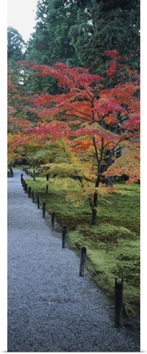 Maple tree at the roadside, Sanzen-in Temple, Kyoto City, Kyoto Prefecture, Japan
