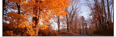 Maple tree in autumn, Litchfield Hills, Connecticut
