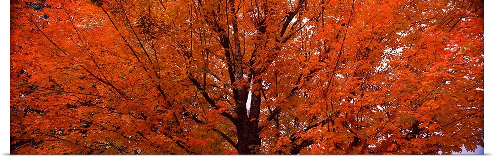 Large Panoramic image of a brilliant orange maple tree in the autumn.
