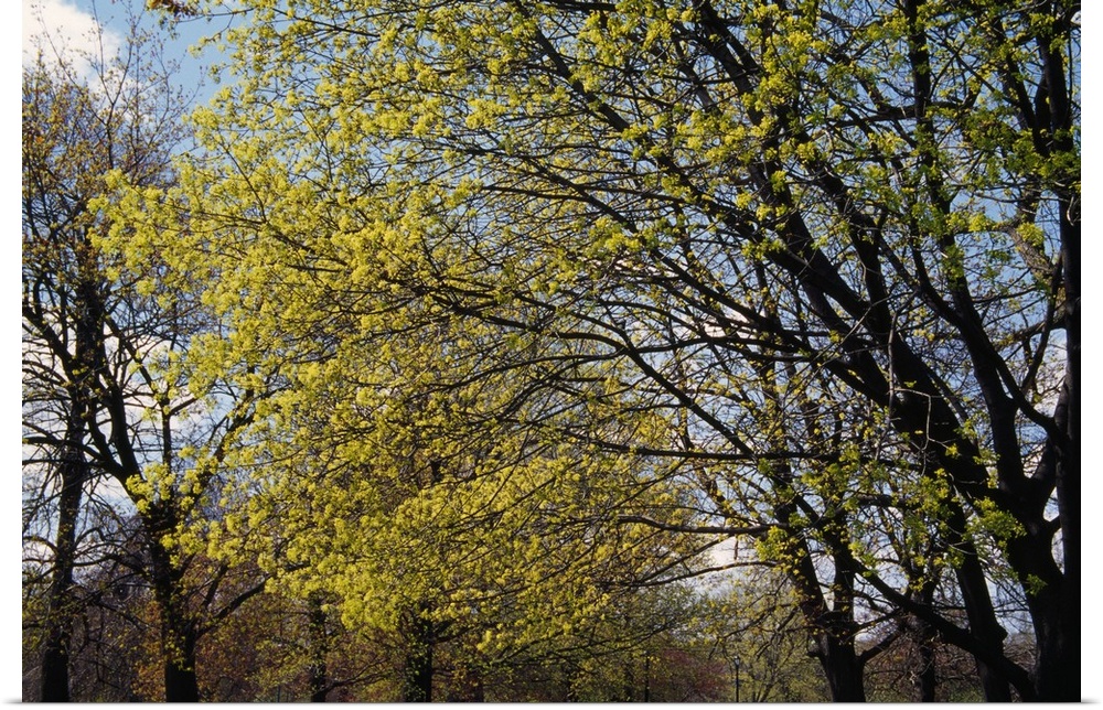 Maple trees budding in spring, New York