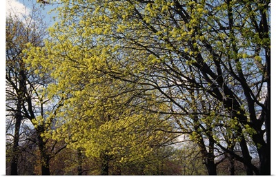 Maple trees budding in spring, New York