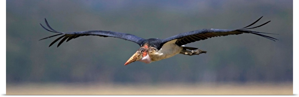 Marabou stork flying