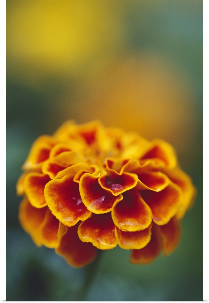 Marigold flower blooming, selective focus close up.