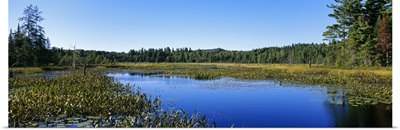 Marsh in a forest, Adirondack State Park, Adirondack Mountains, New York State
