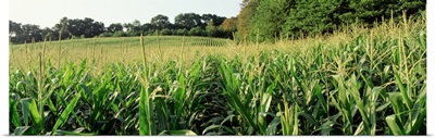 Maryland, Baltimore County, cornfield