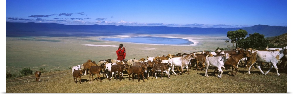 Masai herdsman herding his goats out of a crater, Ngorongoro Crater, Tanzania