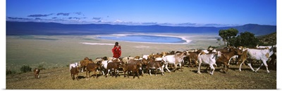 Masai herdsman herding his goats out of a crater, Ngorongoro Crater, Tanzania