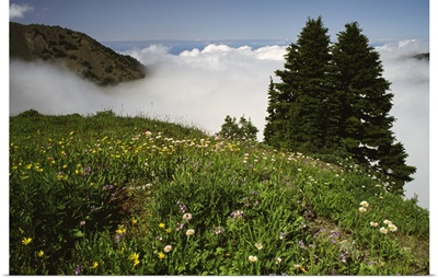 Meadow Of Wildflowers Blooming Above Cloud-Filled Valley