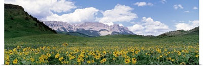 Meadow Rocky Mountain Front MT