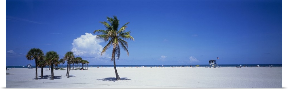 Panoramic photograph of beach with palm trees.
