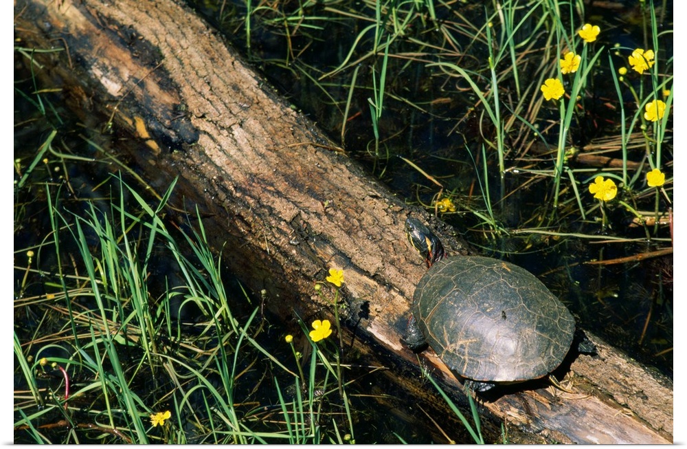 Midland painted turtle (Chrysemys picta marginata) on log.
