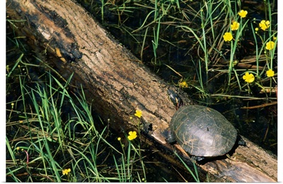 Midland painted turtle (Chrysemys picta marginata) on log.