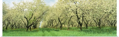 Minnesota, Rows of cherry trees in an orchard