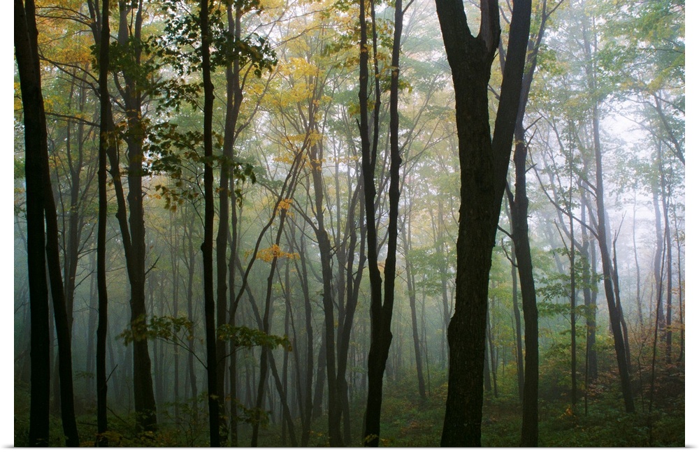 Decorative wall art for the home or office this is a landscape photograph of a forest filled with a fog.