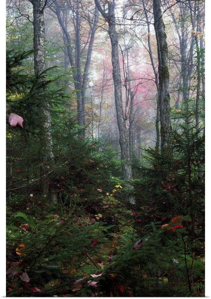 Misty forest, New York