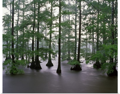 Misty stand of bald cypress trees (Taxodium distichum) in Bluff Lake, Noxubee National Wildlife Refuge, Mississippi