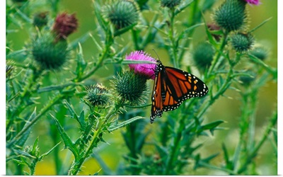 Monarch butterfly (Danaus plexippus) on thistle blossom.