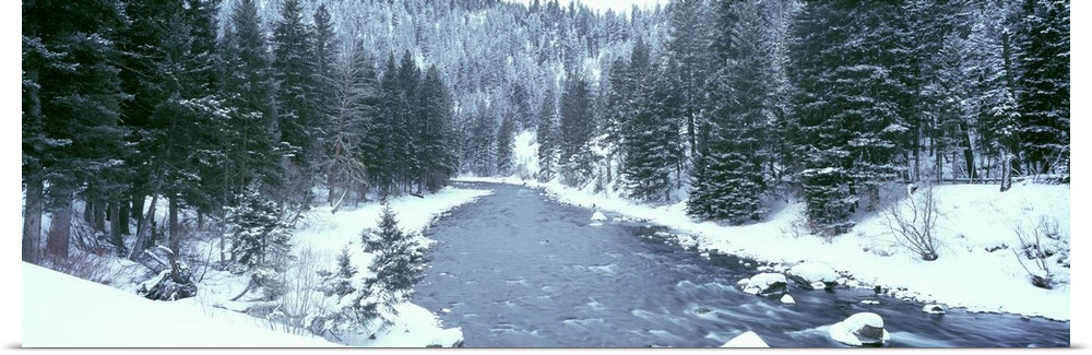 This large panoramic shot was taken of a river during winter with the land covered in snow beside it and pine trees lining...