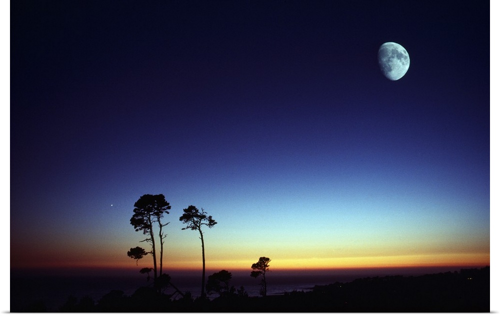 Photograph of tall trees at sunset with moon high in the sky.