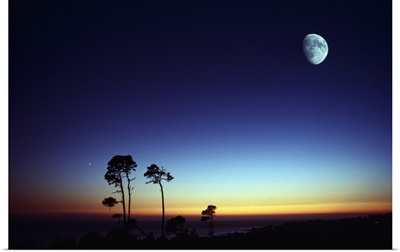 Moonrise Over Silhouetted Trees