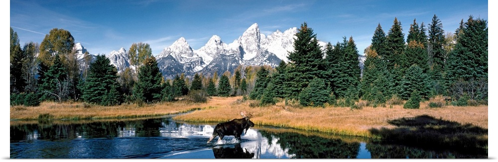 A panoramic canvas of a moose wadding through a pond in Wyoming with the famous peaks of the Teton Range in the background.