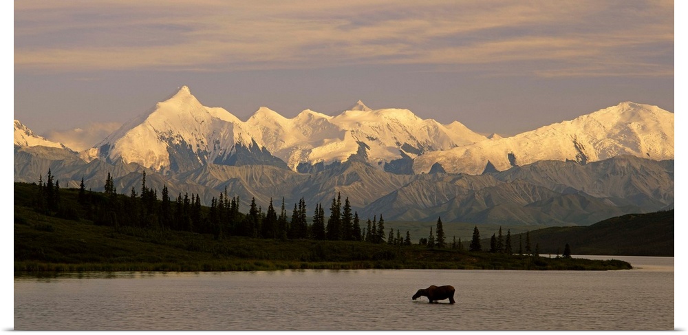 A moose cow knee-deep in the water is dwarfed by the expansive snow-covered mountain range behind her.