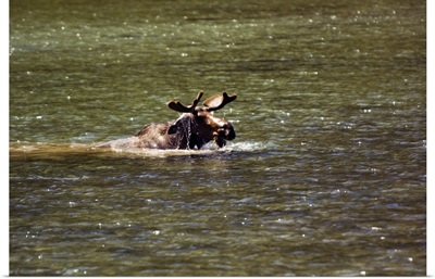 Moose swimming in river, Glacier National Park, Montana