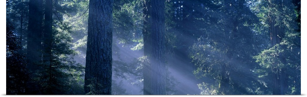 Morning Light and Fog Redwood and Douglas Fir Trees Redwood National Park CA