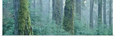 Moss covered Douglas fir trees, Olympic National Park, Washington State