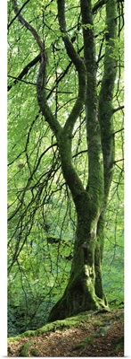 Moss growing on a beech tree, Perthshire, Scotland
