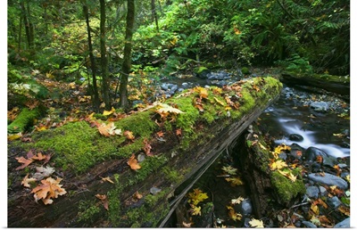 Mossy log over forest stream, fallen autumn color leaves, Fall Creek Falls, Umpqua National Forest, Oregon