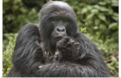 Mountain gorilla (Gorilla beringei beringei) with its young, Rwanda