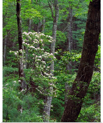 Mountain laurel blooming in forest, Great Smoky Mountains National Park, Tennessee.
