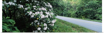 Mountain Laurel (Kalmia latifolia) flowers at roadside, Blue Ridge Parkway, North Carolina