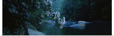 Mountain Laurels (Kalmia latifolia) at the riverside, Chattooga River, Georgia and South Carolina