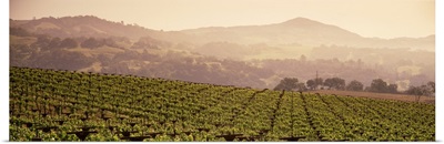 Mountains in front of vineyards, Asti, California
