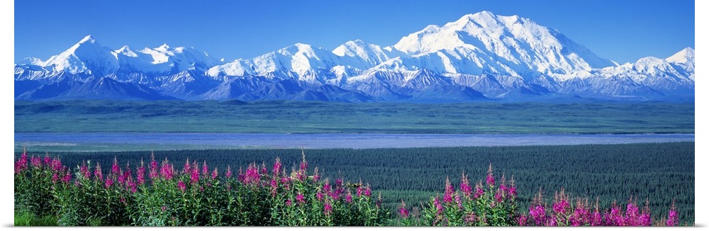 Panoramic image of a snow-covered mountain range beyond a dense evergreen forest and a row of lupine flowers in Alaska.
