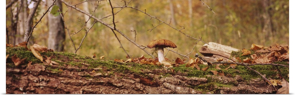 Mushroom on a tree trunk, Baden-Wurttemberg, Germany