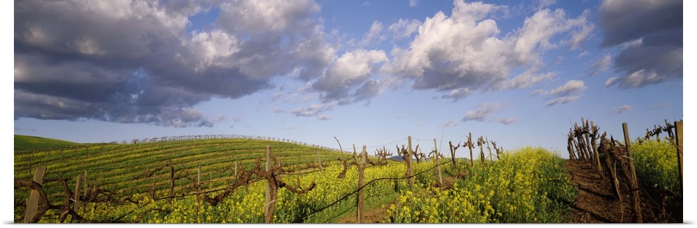 Mustard and vine crop in the vineyard Carneros Valley Napa County California