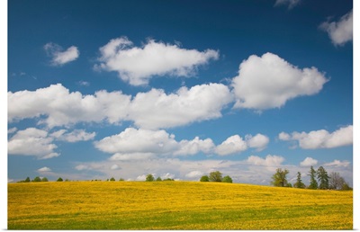 Mustard fields, Smiltene, Vidzeme Region, Latvia
