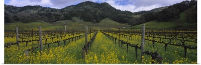 Mustard plants growing in a vineyard Napa Valley Napa County California