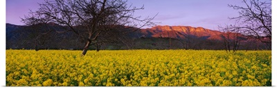 Mustard Topa Topa Mountains CA