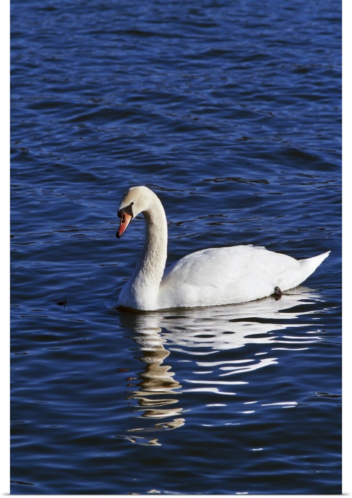 Mute swan (Cygnus olor) swimming on river, water reflection, New York