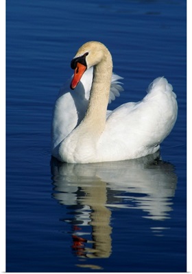 Mute swan on calm water, Michigan