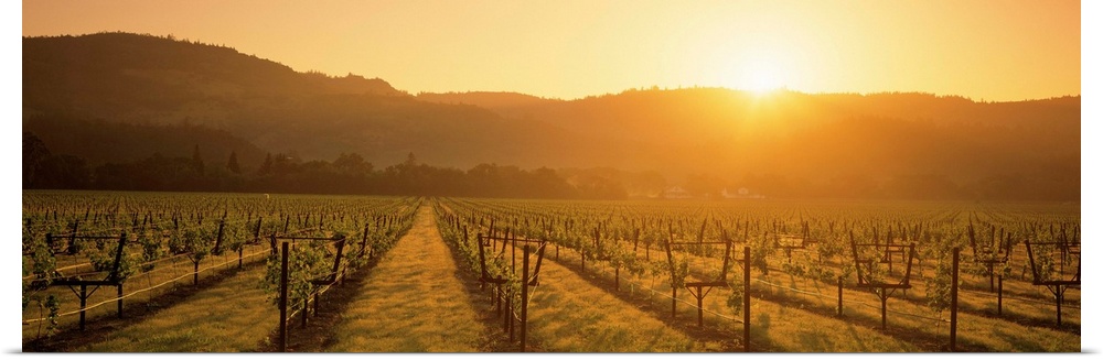 A panoramic view of a Vineyard in Napa as the sun rises from behind the hills in the distance.