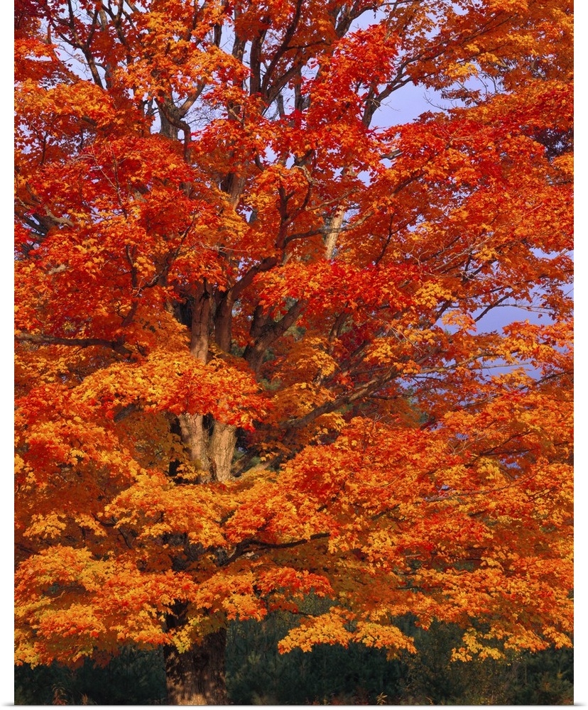 Big vertical photograph of the branches of a sugar maple tree, covered in vibrant autumn colored leaves, in New Hampshire.